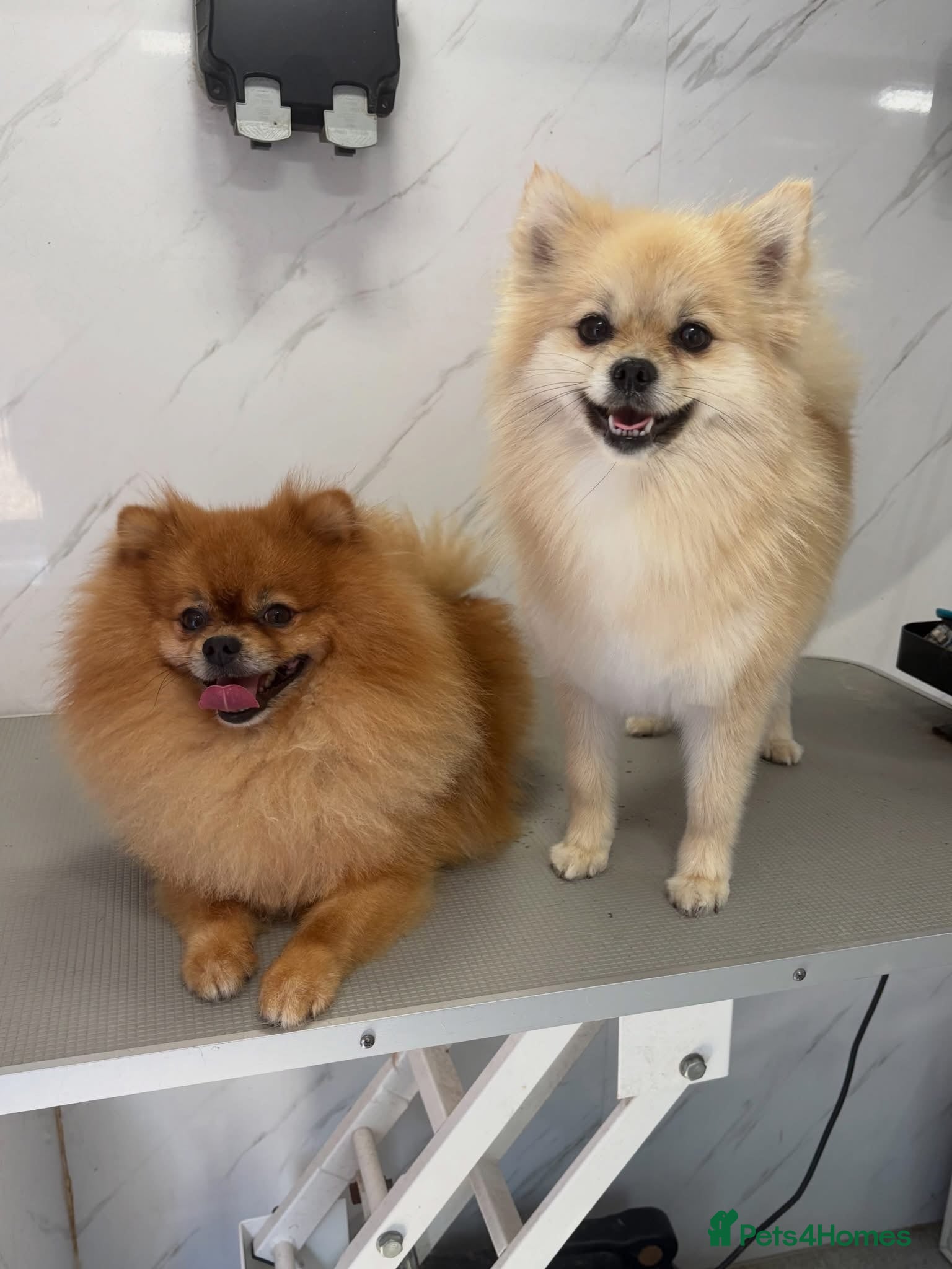 Pomeranian dogs Pomeranian puppy’s  - Advert 6