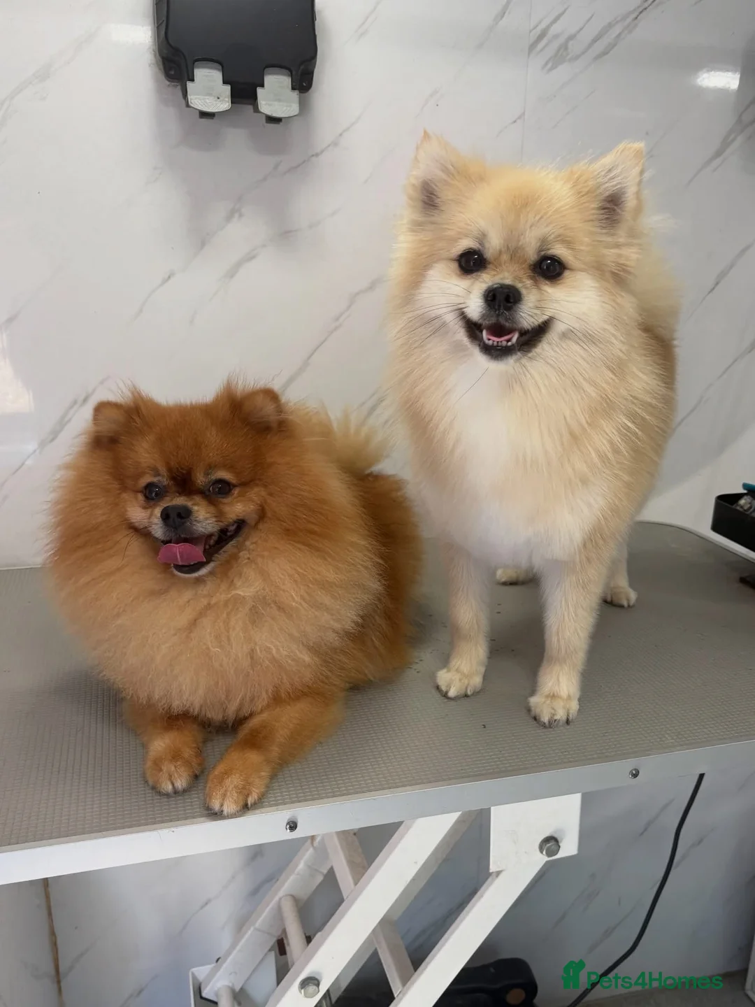 Pomeranian dogs for sale: Pomeranian puppy’s  in Nottingham - Advert 1