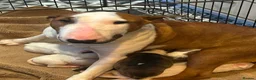 English Bull Terrier dogs for sale: English bull terrier  in Durham - Advert 2