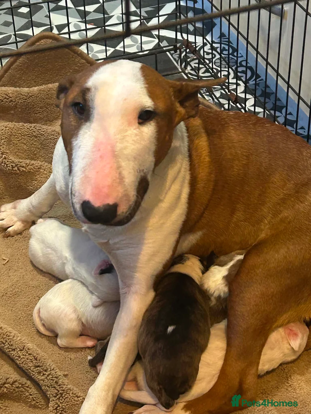 English Bull Terrier dogs for sale: English bull terrier  in Durham - Advert 2