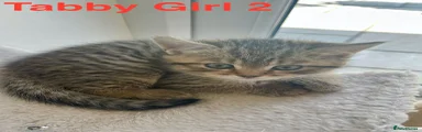 Tabby girl 2
