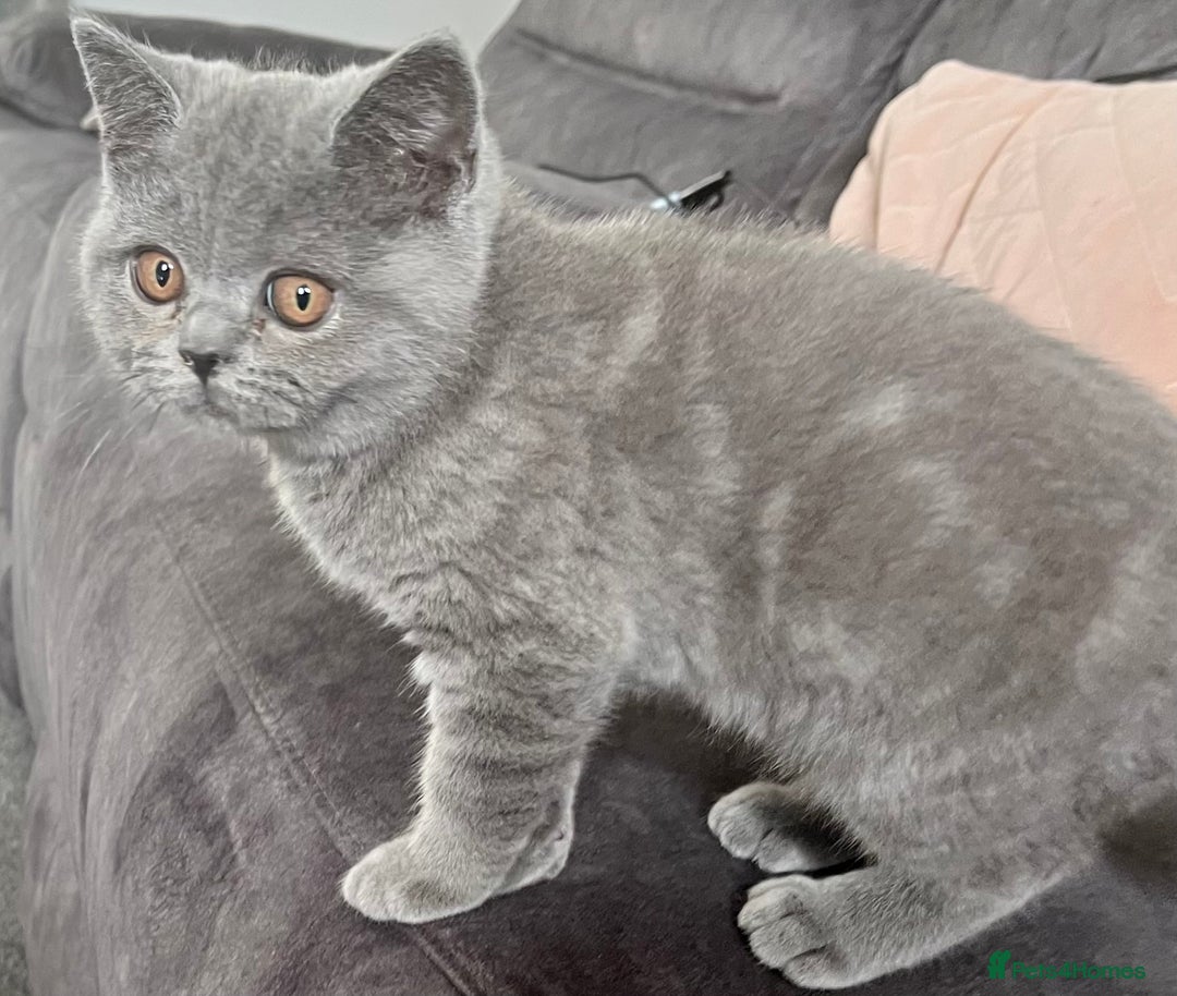 British Shorthair cats for sale: British Shorthair Female kitten-Ready to leave now in Keighley - Image 3