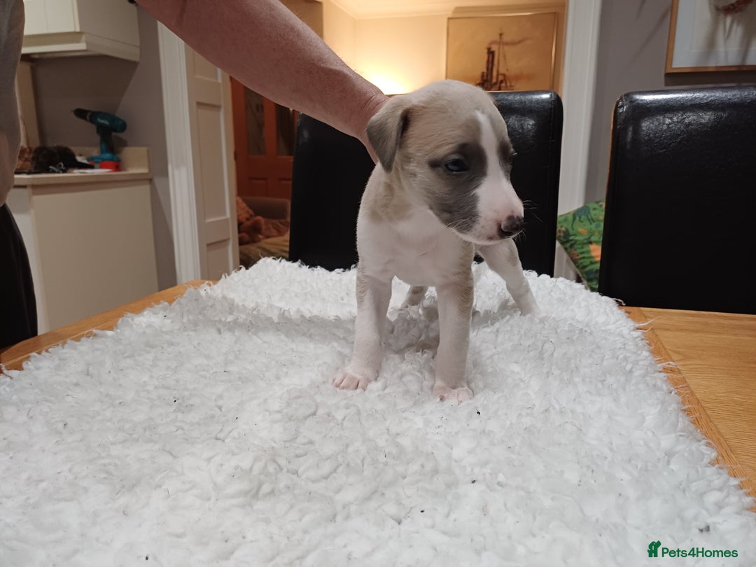 Whippet dogs for sale: KC  REG WHIPPET PUPS - Advert 18