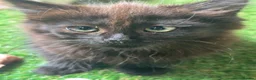 Mixed Breed cats for sale: Mixed bunch  - Advert 3