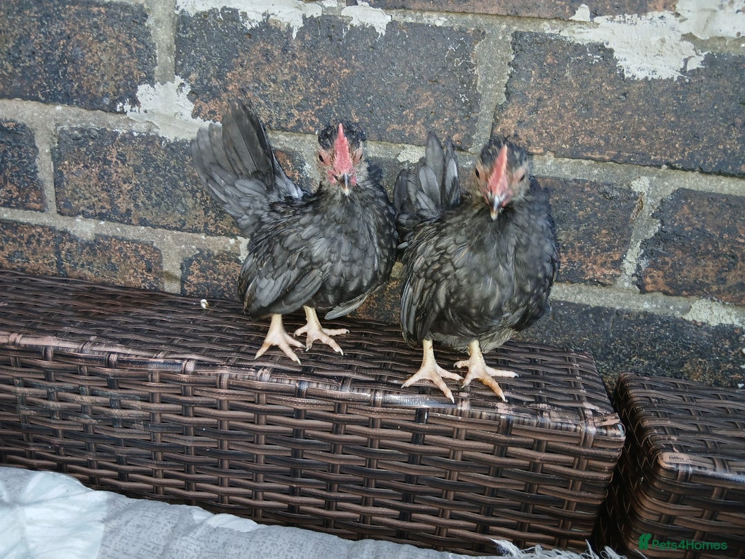 Chickens poultry for sale: 2 handsome serama Cockerells - Image 2
