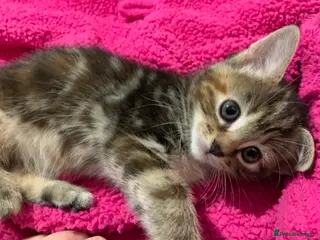 Turkish Angora cats 5 Turkish Angora kittens - 2 Girls left - Advert 5