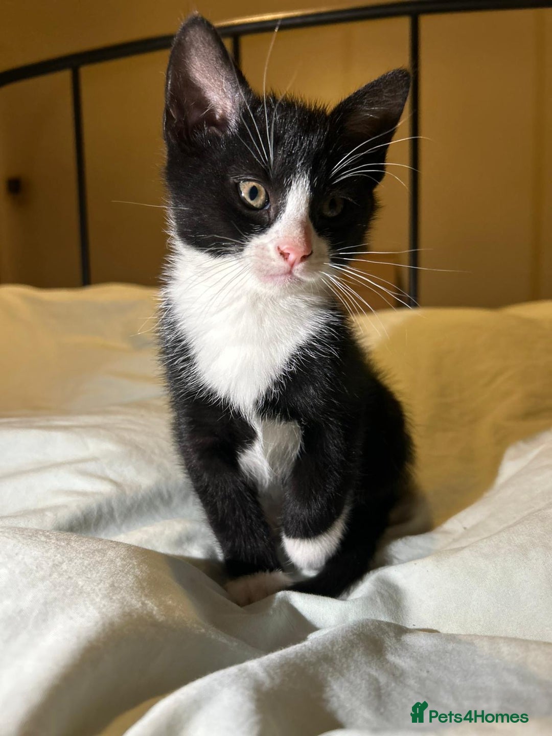 Russian Blue cats for sale: Russian blue kittens  - Advert 6