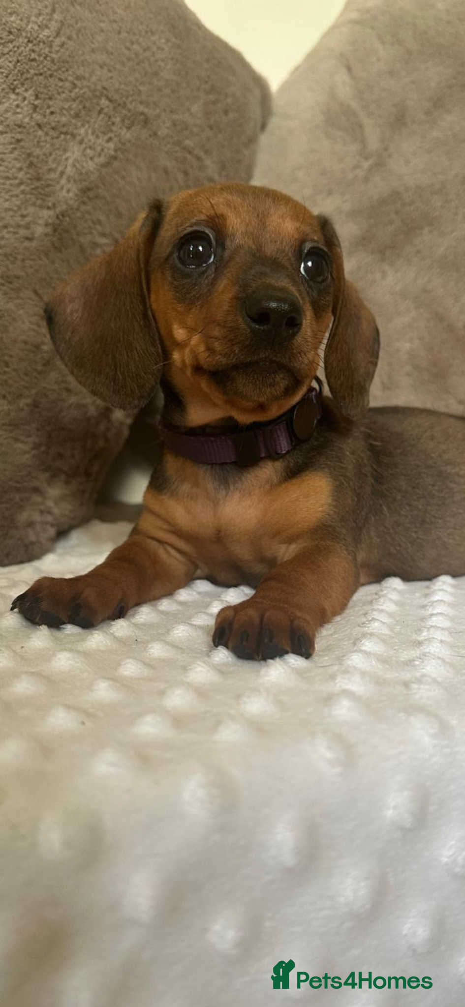 Miniature Dachshund dogs Reduced - KC Black & Tan Miniature Dachshunds - Advert 1