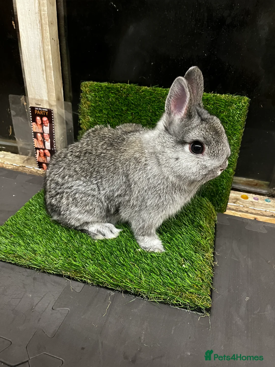 Netherland Dwarf rabbits for sale: Netherland dwarf chinchilla bucks  - Advert 3