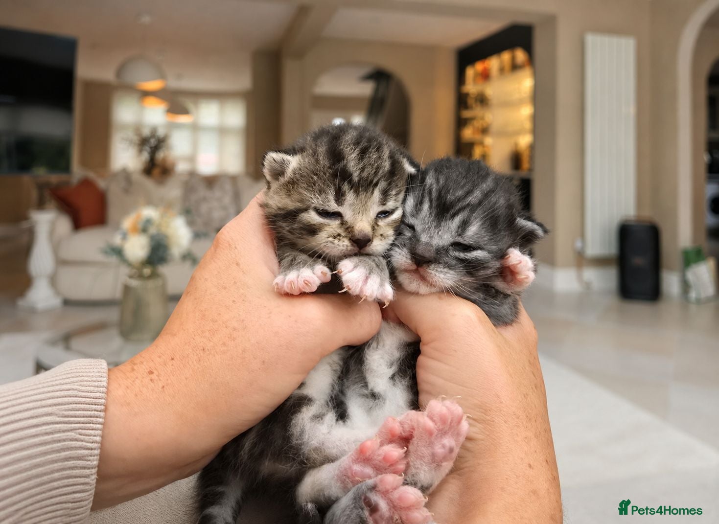 British Shorthair cats 4 Gorgeous Kittens - Advert 1