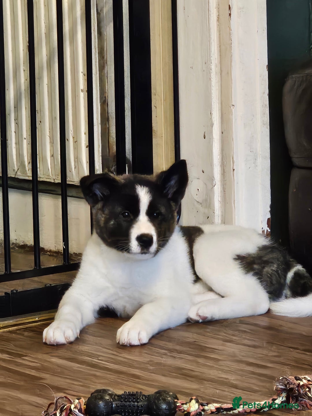 Akita dogs for sale: Beautiful Akita puppies - Advert 30