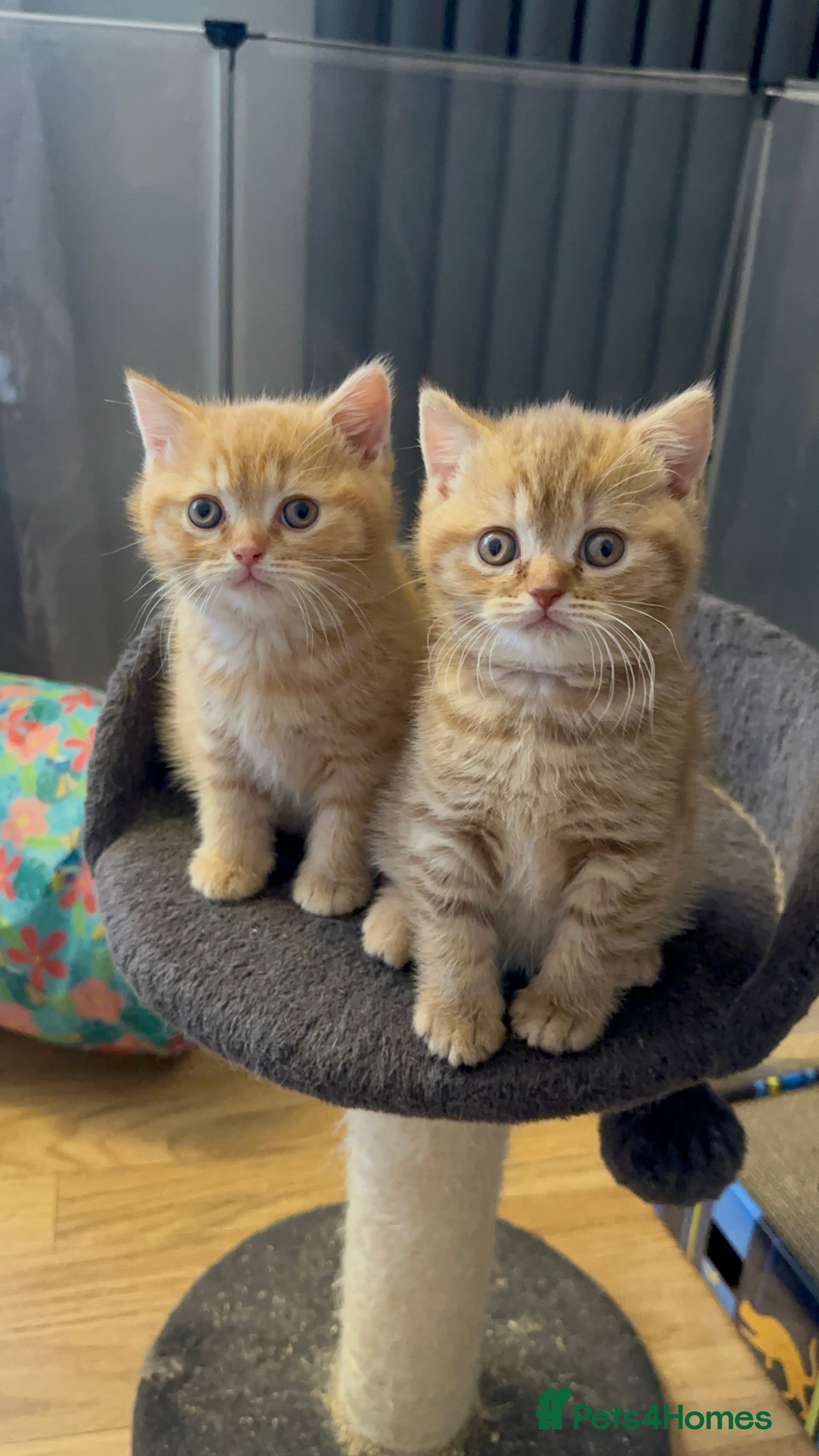 Scottish Fold cats Adorable Scottish Fold&straight kittens Ready Soon - Advert 2