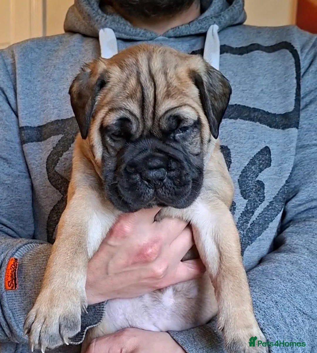 Bullmastiff dogs for sale: Exceptional litter of bullmastiffs  - Advert 8