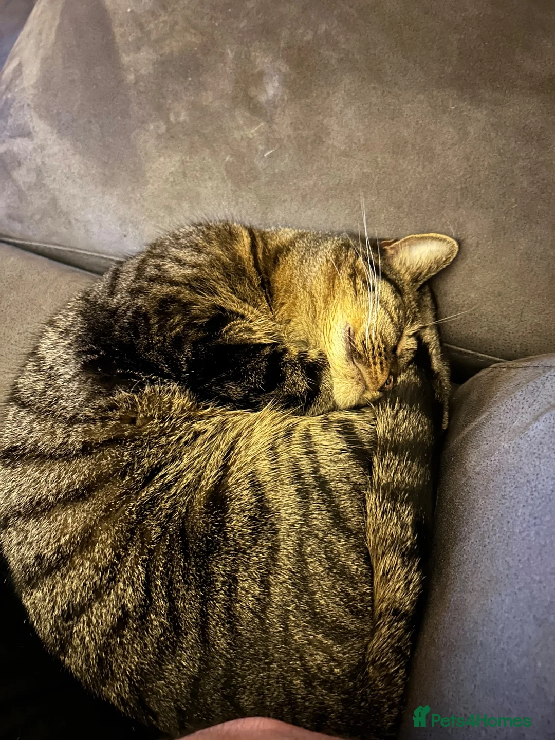 British Shorthair cats for sale: Lila – Sweet 7‑Year‑Old Indoor Cat in Nottingham - Advert 4