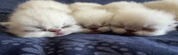 Exotic cats for sale: Colourpoint Exotic Shorthair Kittens  in Stoke-on-Trent - Advert 7