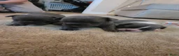 French Bulldog dogs for sale: FRENCH BULLDOG PUPS LOVING FOR A PET HOME - Advert 2