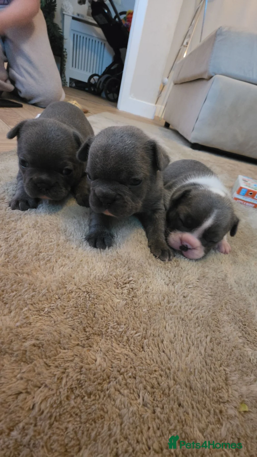 French Bulldog dogs for sale: FRENCH BULLDOG PUPS LOVING FOR A PET HOME - Advert 2