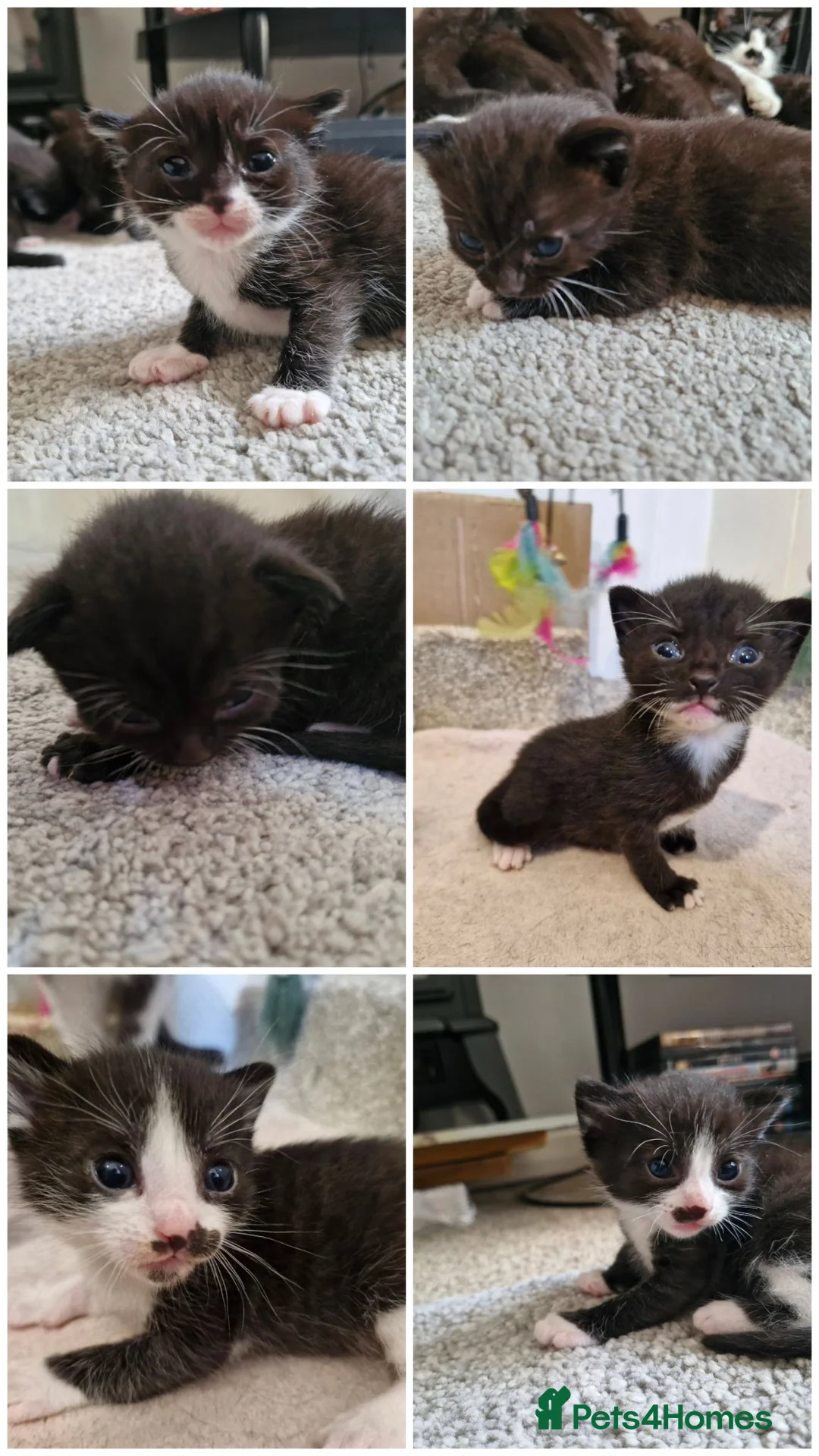 Mixed Breed cats for sale: Sweet kittens in Guildford - Advert 18