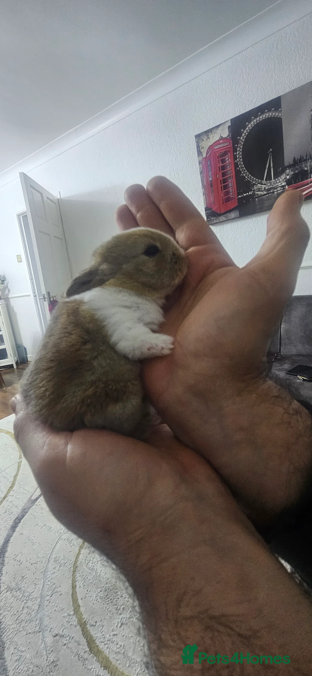 Mixed Breed rabbits for sale: They are 2 weeks old .Dutch and Rex rabbits  - Advert 3