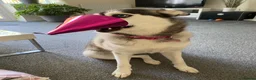 Siberian Husky dogs for sale: Beautiful Blue Eyed Female Husky  - Advert 10