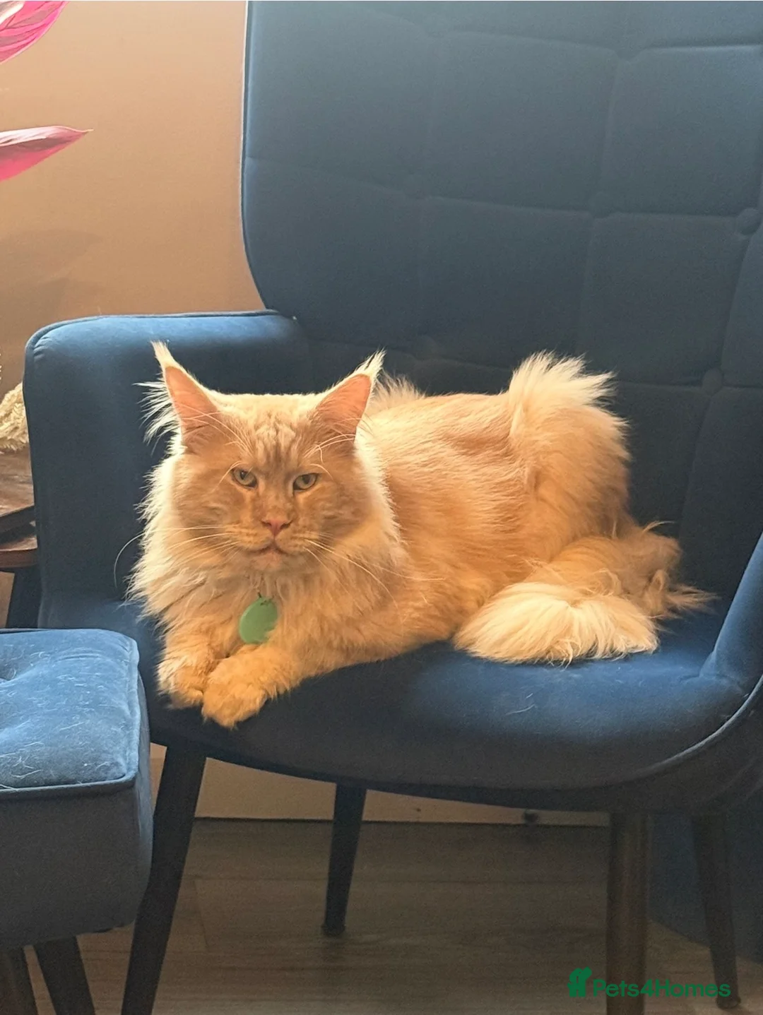 Maine Coon cats for sale: Male Maine Coon neutered in Bourne - Advert 1