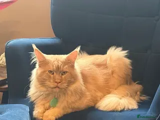 Maine Coon cats Male Maine Coon neutered in Bourne - Advert 3