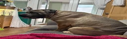 Cane Corso dogs for sale: 1 year old Cane corso “hulk” - Advert 9
