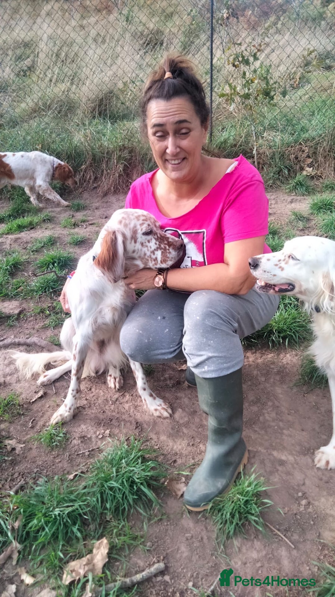 English Setter dogs for adoption: Otto  - Advert 10