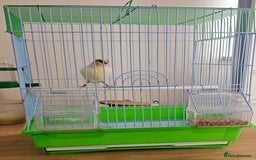 Canaries birds for sale: Stunning Canaries with cage - Image 8