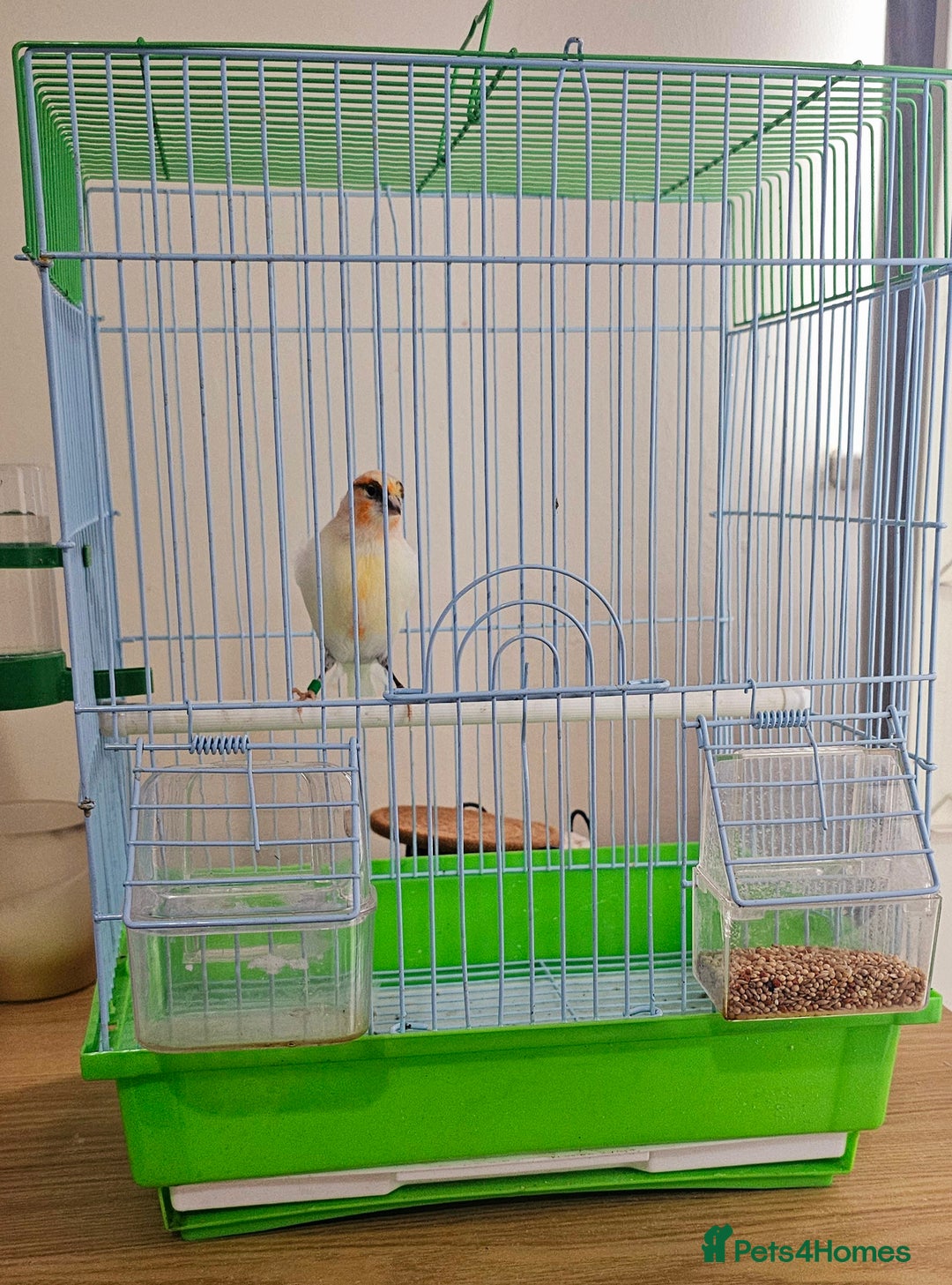 Canaries birds for sale: Stunning Canaries with cage - Image 8