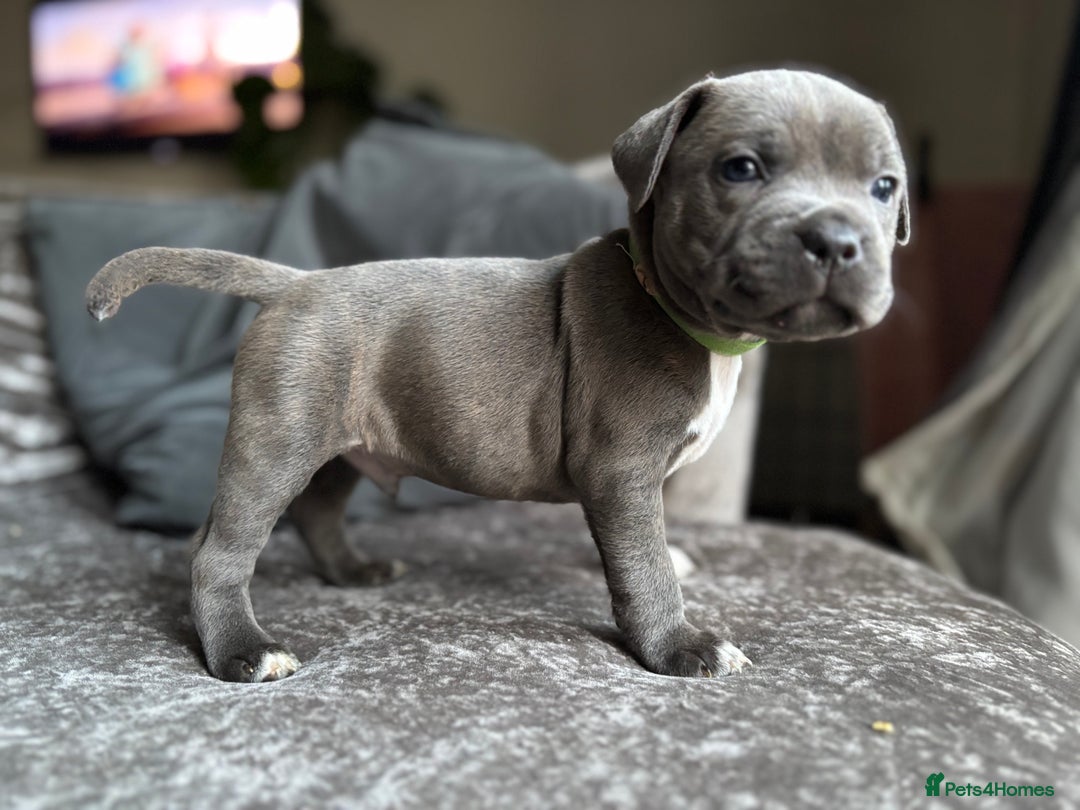 Staffordshire Bull Terrier dogs for sale: Quality Blue Health Tested  - Advert 27