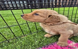 Golden Retriever dogs for sale: KC Registered Golden Retrievers - Image 12