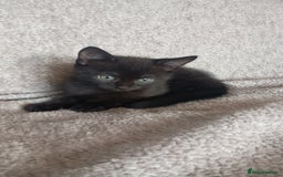 British Shorthair cats for sale: Beautiful black short haired kittens - Image 1