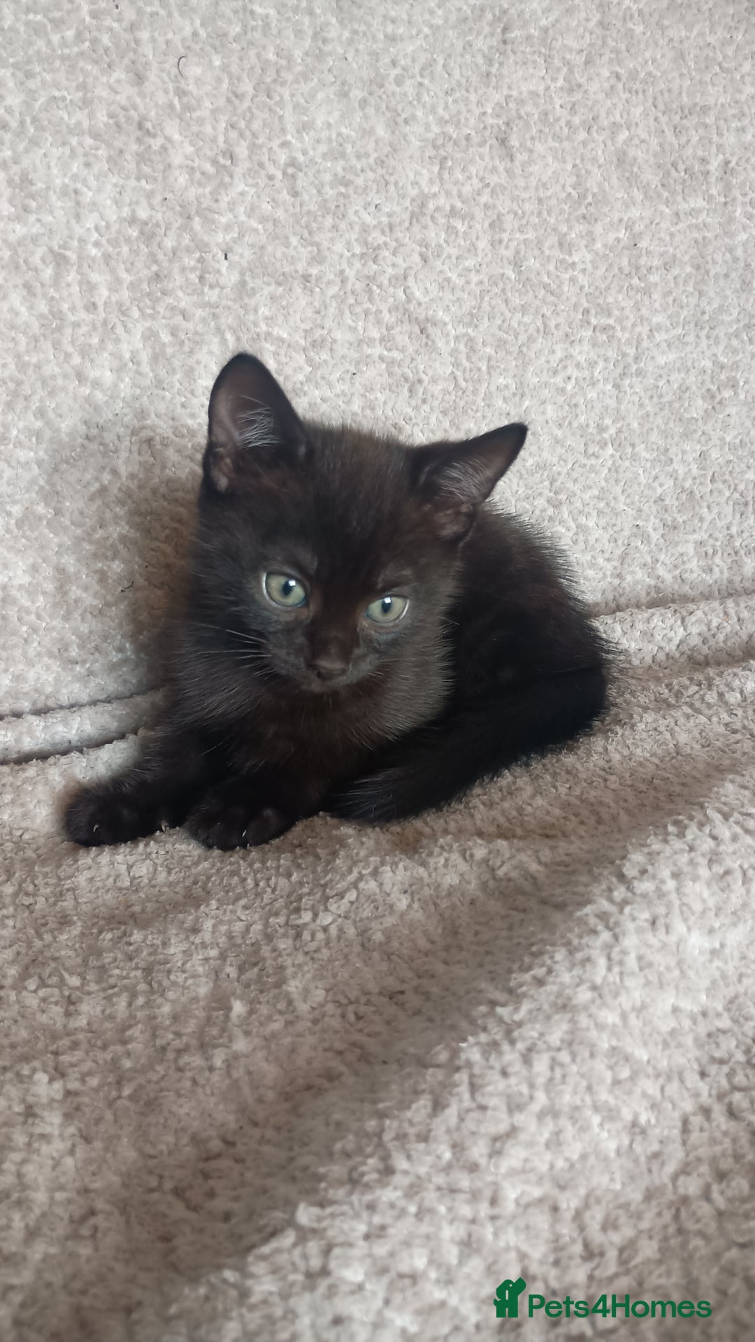 British Shorthair cats for sale: Beautiful black short haired kittens - Image 1