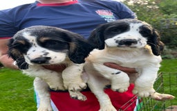 English Springer Spaniel dogs for sale: Traditional English springer spaniels  - Image 2