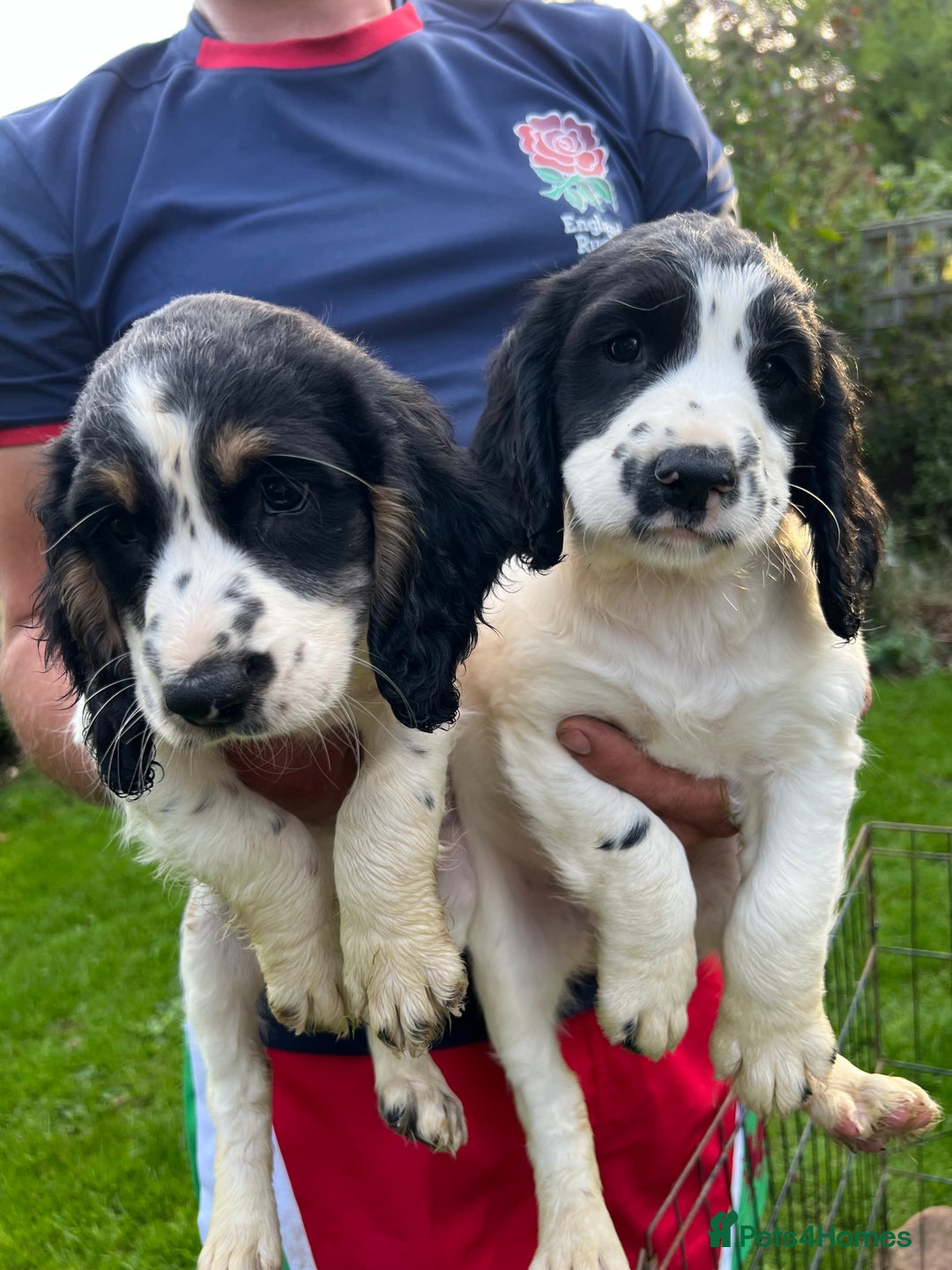 English Springer Spaniel dogs for sale: Traditional English springer spaniels  - Image 2