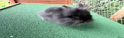Lionhead rabbits for sale: Lionhead girls  - Advert 4