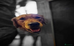 Golden Retriever dogs for sale: Beautiful KC Registered Golden Retrievers - Image 6