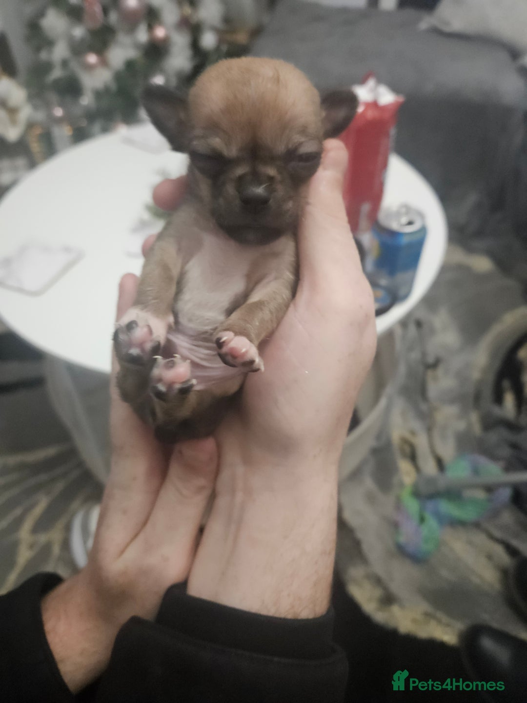 Chihuahua dogs for sale: Adorable Chihuahuas - Advert 13