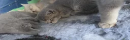 British Shorthair cats for sale: Silver tip british short hair  - Advert 2