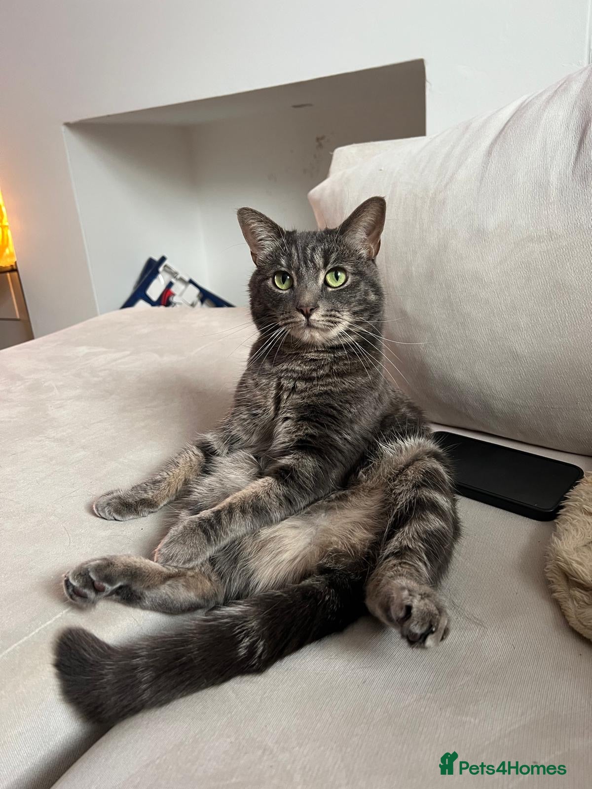 Mixed Breed cats Beautiful 4 Year Old Needs New Home - Advert 3