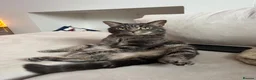 Mixed Breed cats for sale: Beautiful 4 Year Old Needs New Home - Advert 1