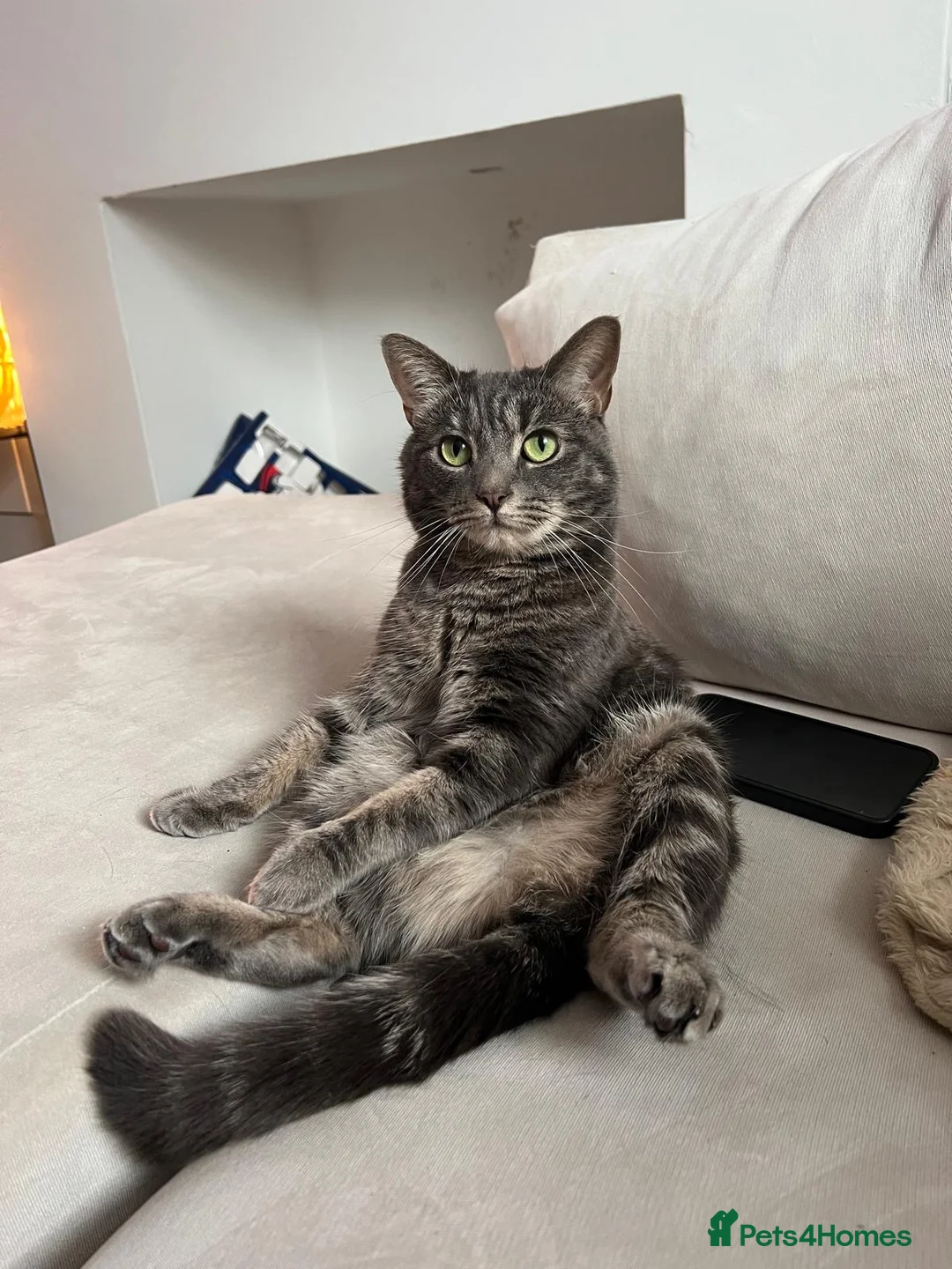 Mixed Breed cats for sale: Beautiful 4 Year Old Needs New Home - Advert 1