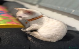 Bengal cats for sale: Blue Eyes Snow Lynx Bengal Kittens - Image 25