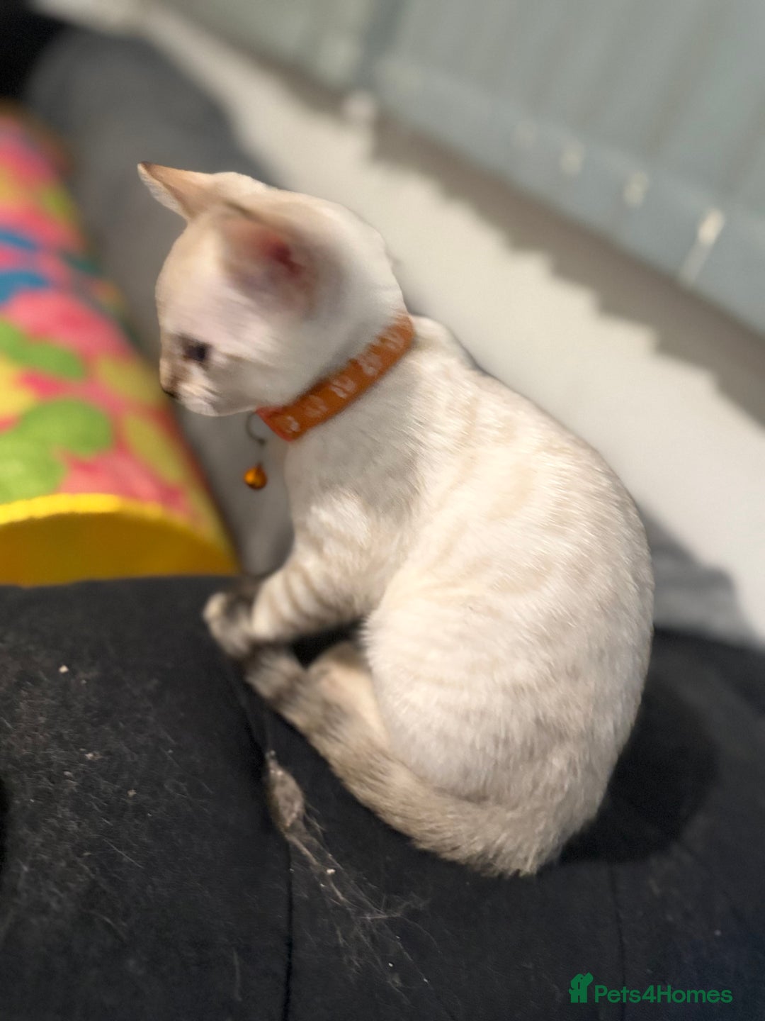 Bengal cats for sale: Blue Eyes Snow Lynx Bengal Kittens - Image 25