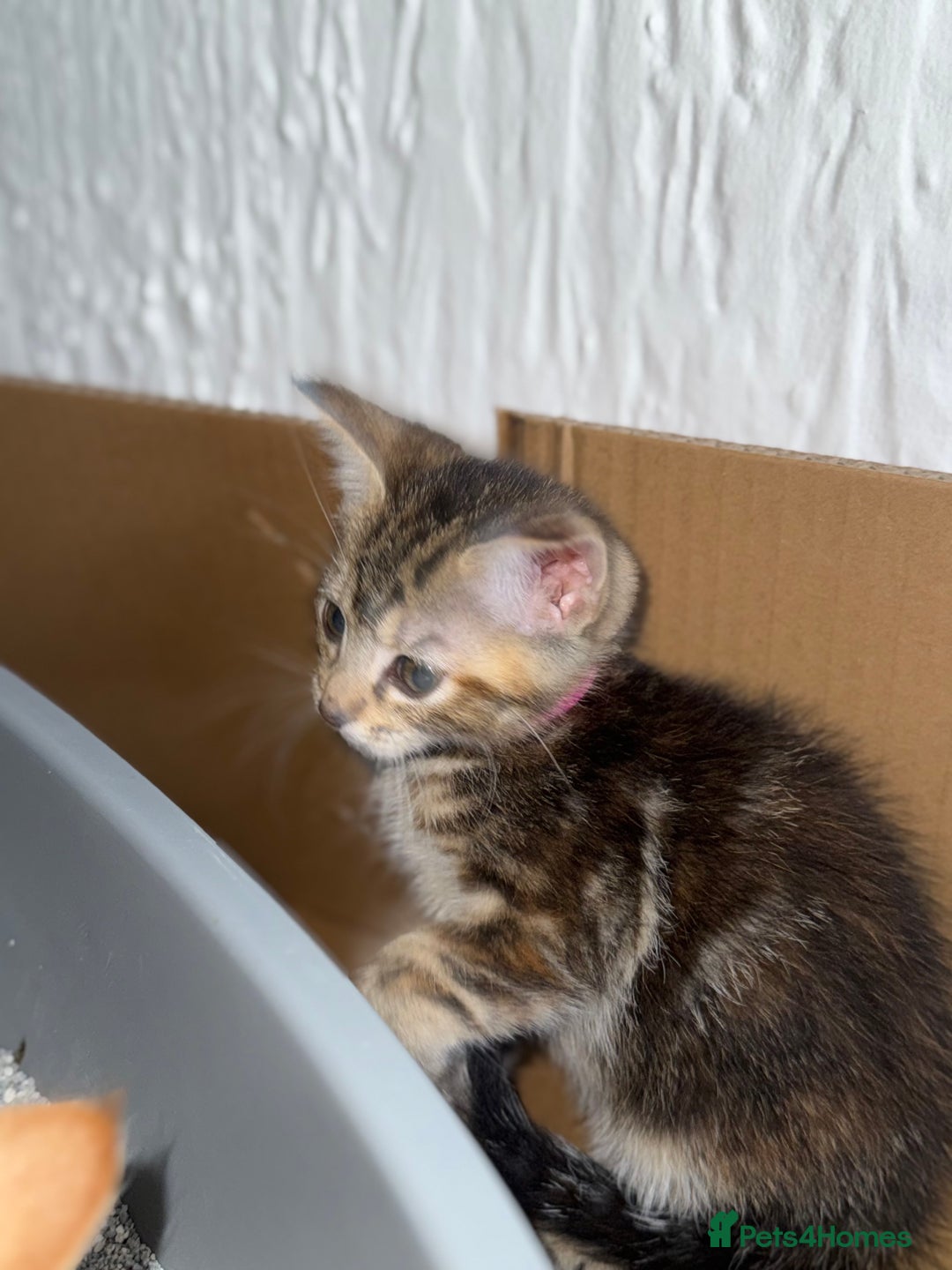 Maine Coon cats for sale: ✨2 Boys and 3 Girls Maine Coon kittens ✨🐾 - Image 32