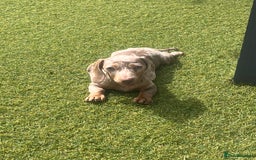 Miniature Dachshund dogs for sale: Miniature Dachshund (Bitch) - Image 2
