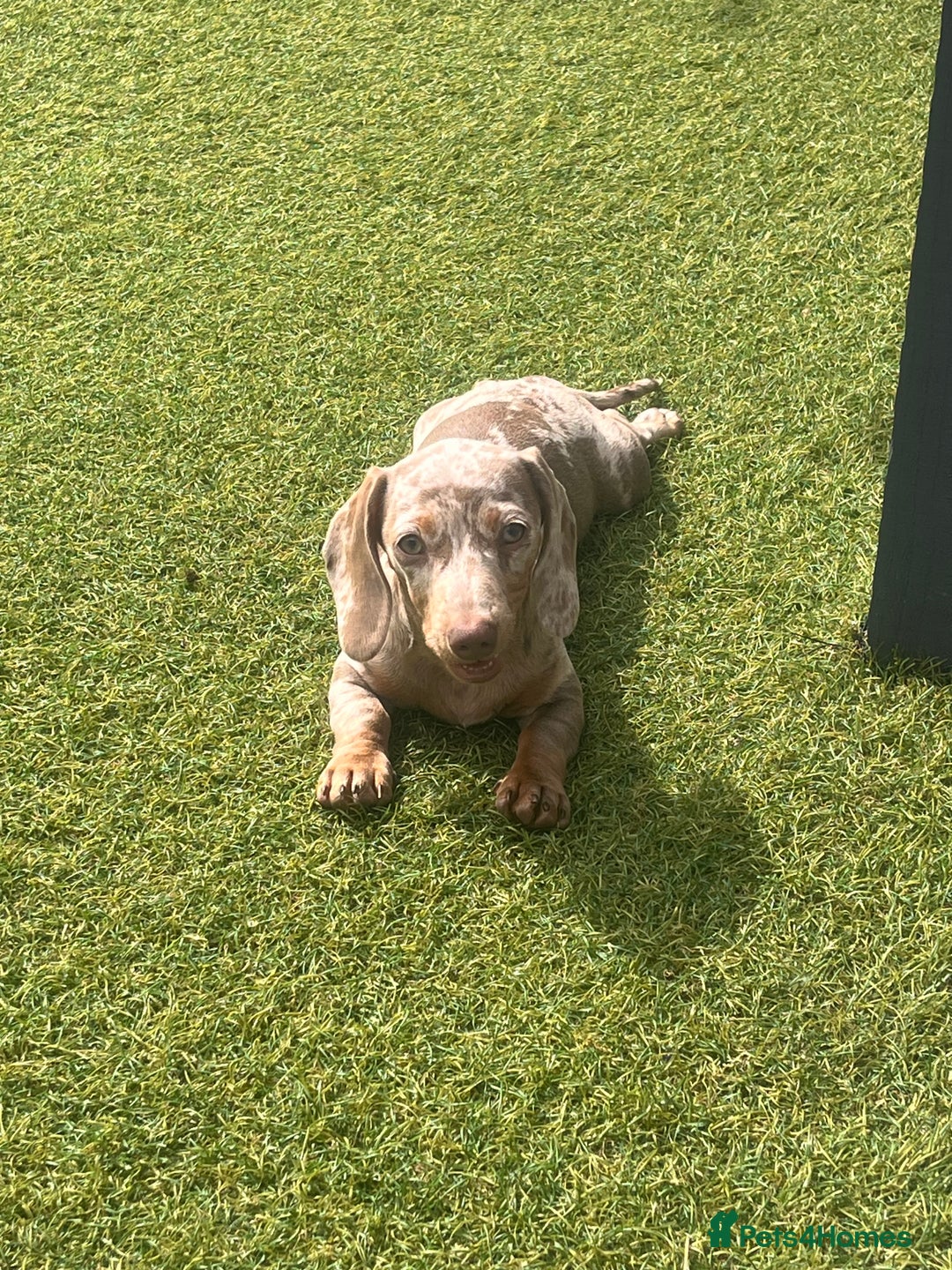 Miniature Dachshund dogs for sale: Miniature Dachshund (Bitch) - Image 2