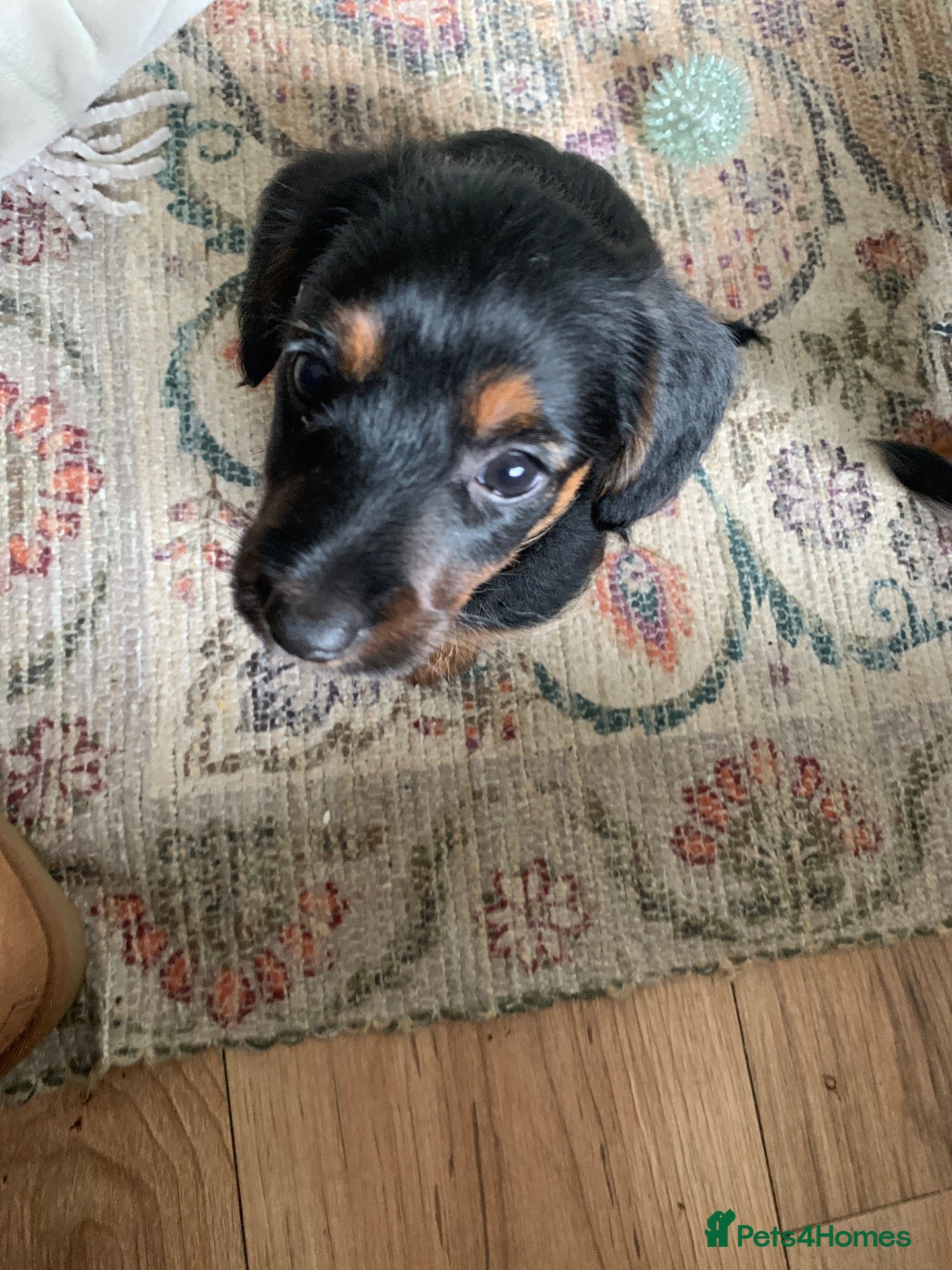 Mixed Breed dogs Yorkshire terrier x puppies  - Advert 12