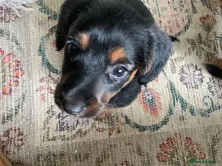 Mixed Breed dogs Yorkshire terrier x puppies - Advert 12